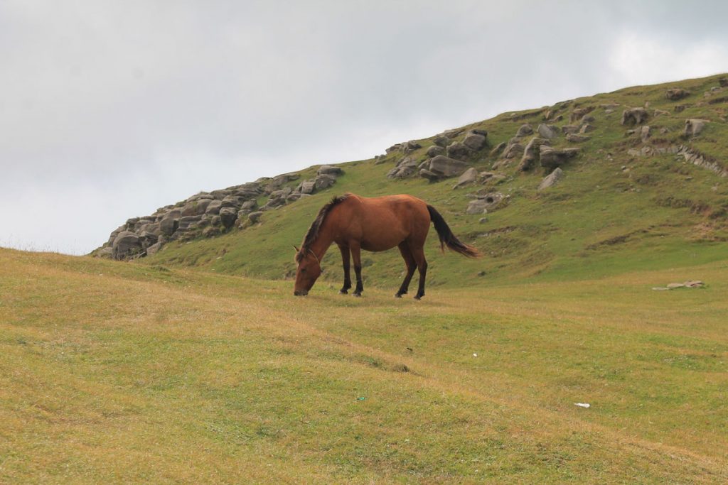 Ein Pony als Haustier