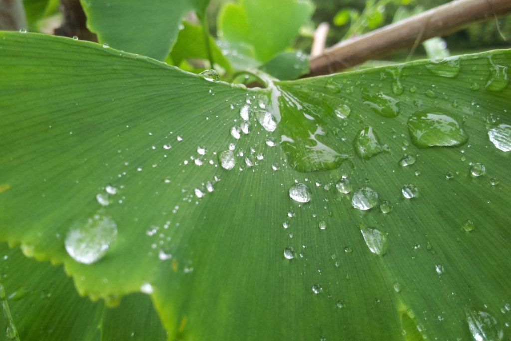 Aloe Vera Produkte
