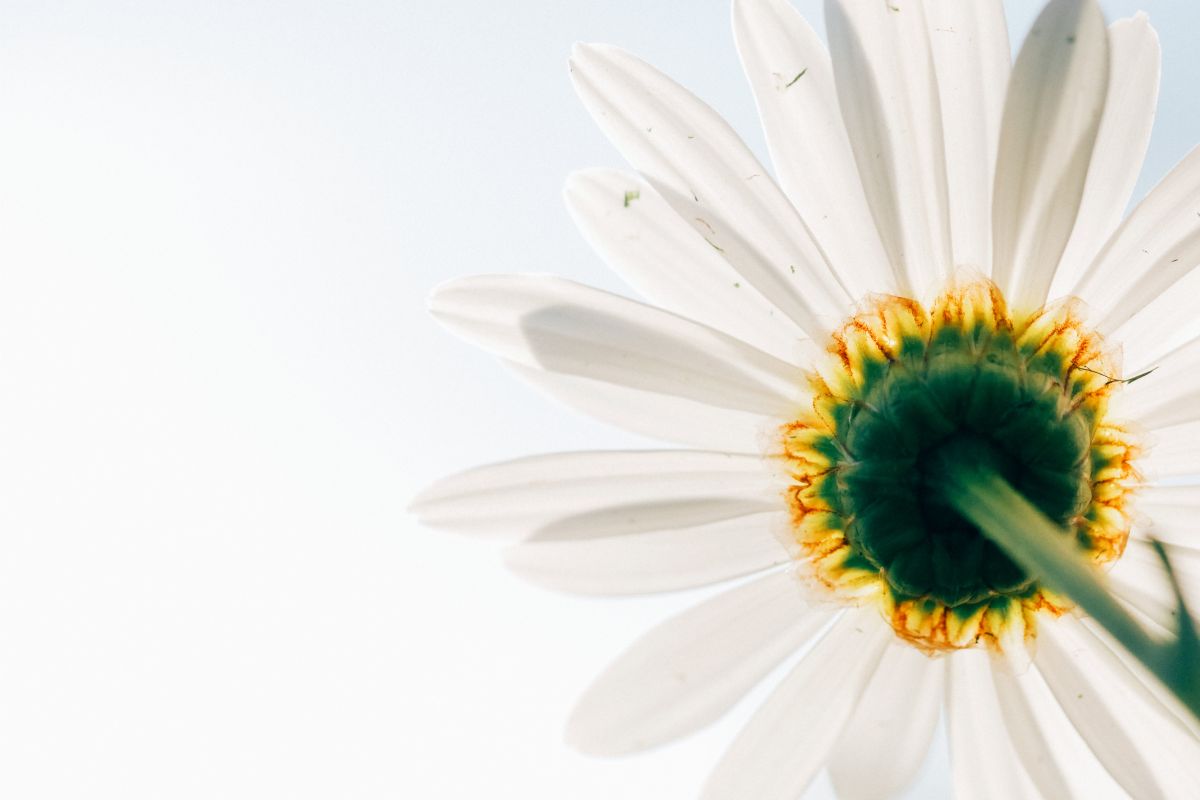 Titelbild zu „LaVita.de – das Beste aus der Natur“