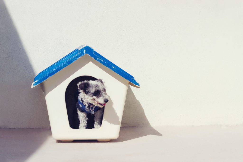 Übernachten mit Hund