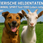 Tierische Heldentaten: Wie ANIMAL SPIRIT fast 1000 Leben rettete!