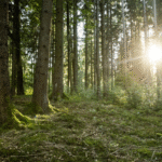 Naturverbundene Bestattung auf dem Vormarsch