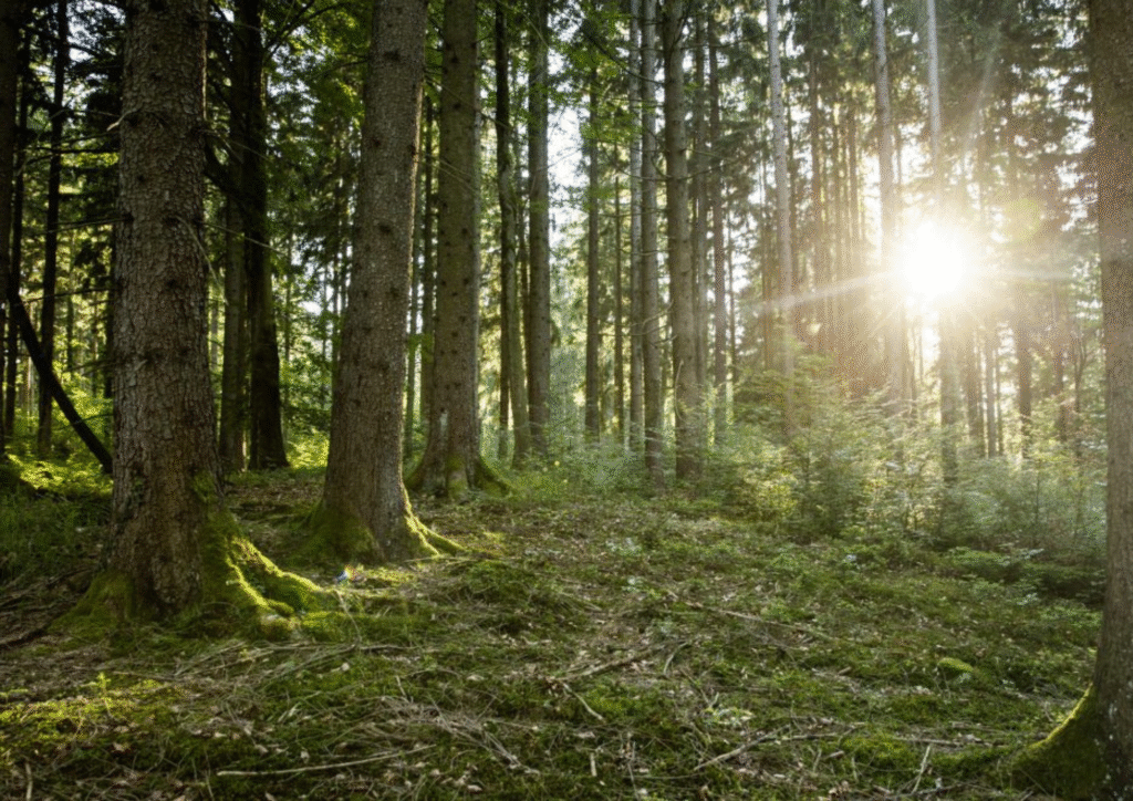 Naturverbundene Bestattung auf dem Vormarsch